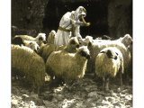 ´You anoint my Head with Oil´ (Psalm 23). We see a shepherd anointing the heads of sheep with oil to preserve them from sunstroke, or to heal bramble scratches. An early photograph.