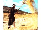 Winnowing wheat from the husks in the traditional manner. The wind blows away the husks, leaving the grain of the wheat to fall in a heap.