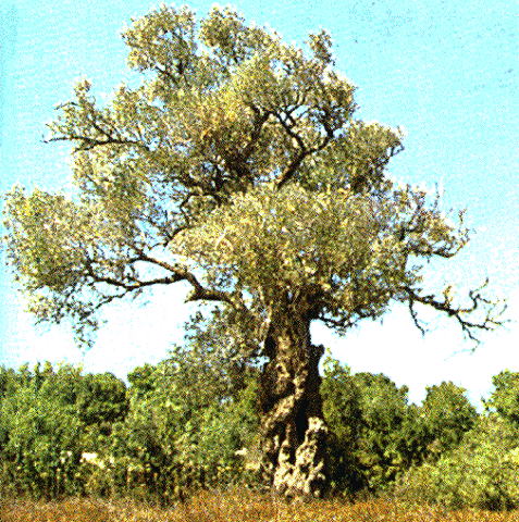 the lexus and the olive tree