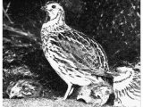 ´Quails from the Sea.´ In early autumn quantities of quails arrive on the shores of Egypt and Sinai during inward migration from their breeding grounds in Central Europe.