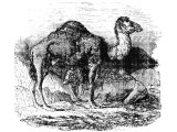 Dromedaries