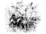 Thistle