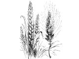 Wheat